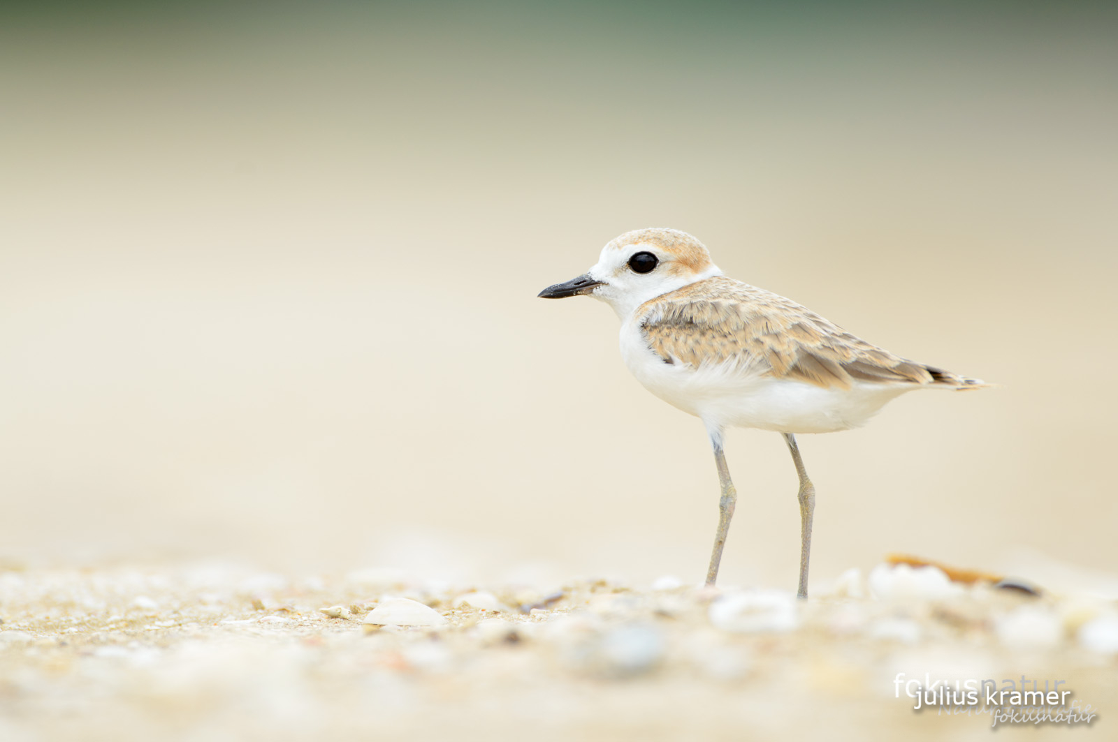 Malaienregenpfeifer (Charadrius peronii)