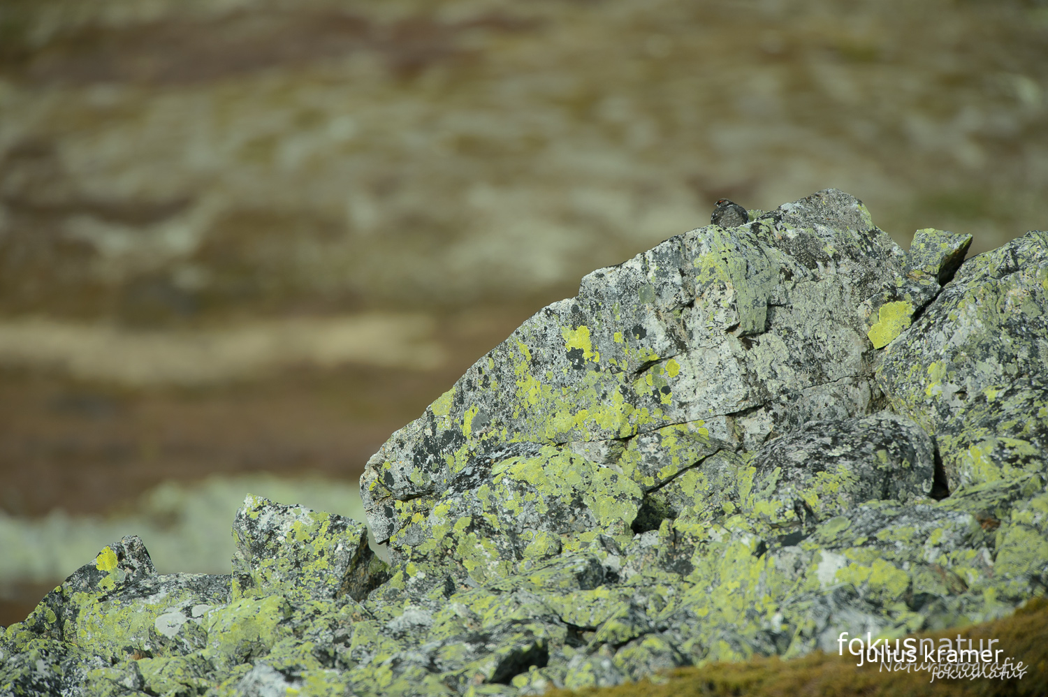 Alpenschneehuhn (Lagopus mutus)