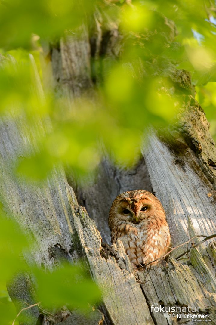 Waldkauz (Strix aluco)