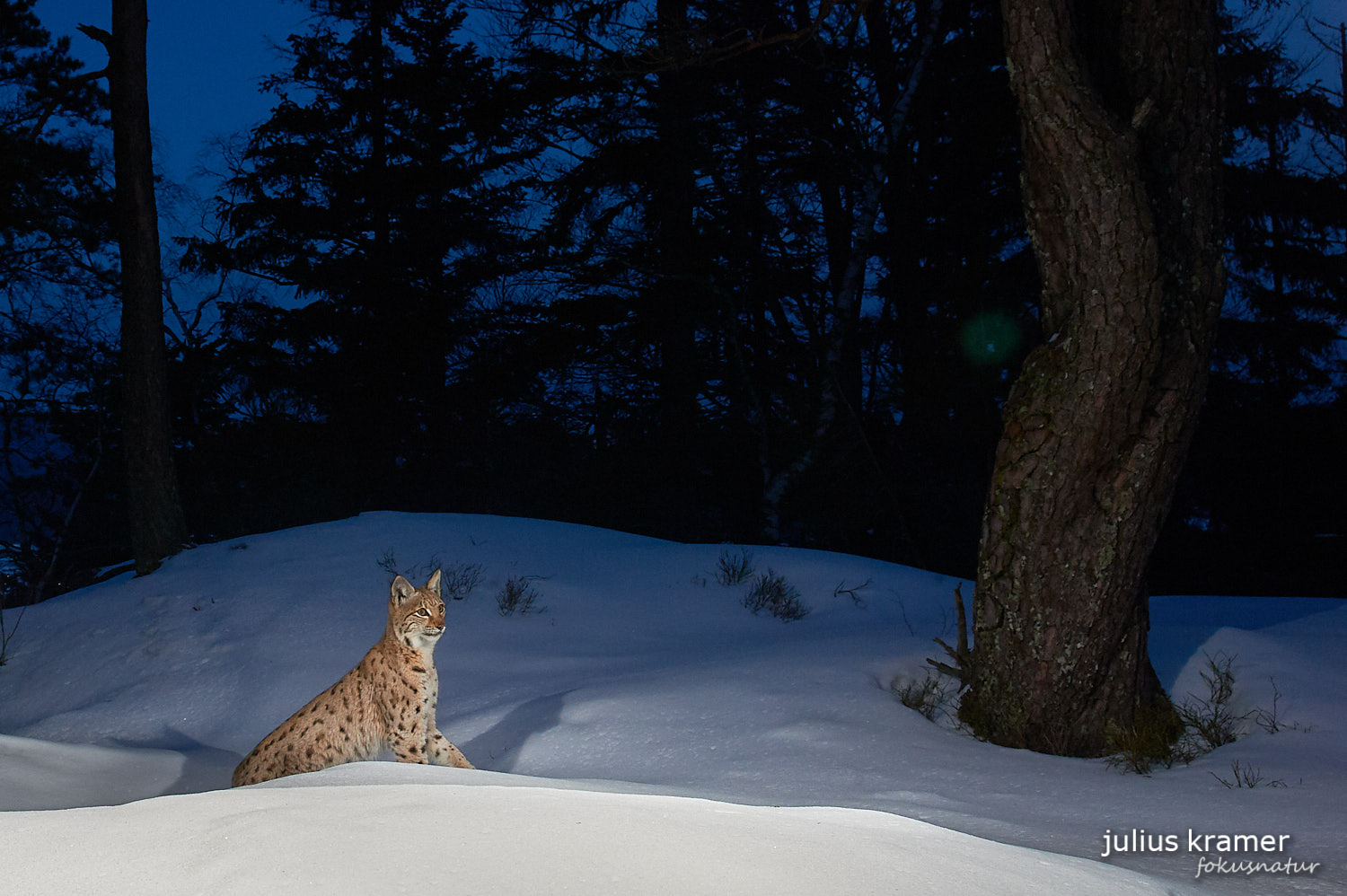 Luchs im Winter