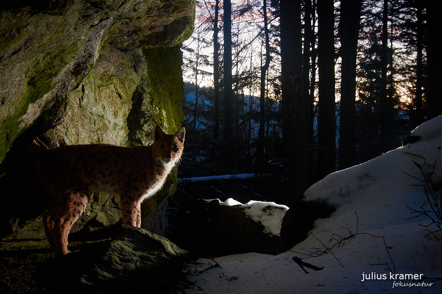 Eurasischer Luchs (Lynx lynx)