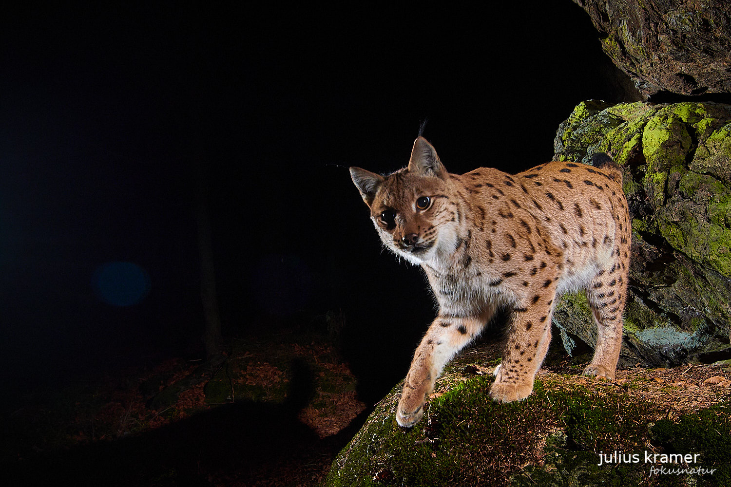 Eurasischer Luchs (Lynx lynx)