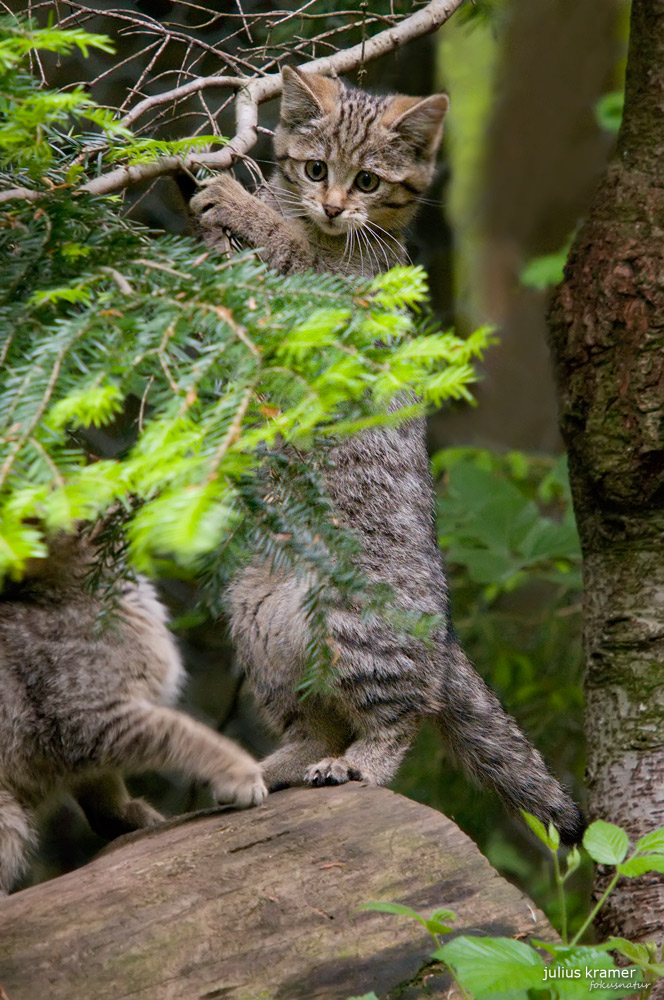 Wildkatze (Felis silvestris)