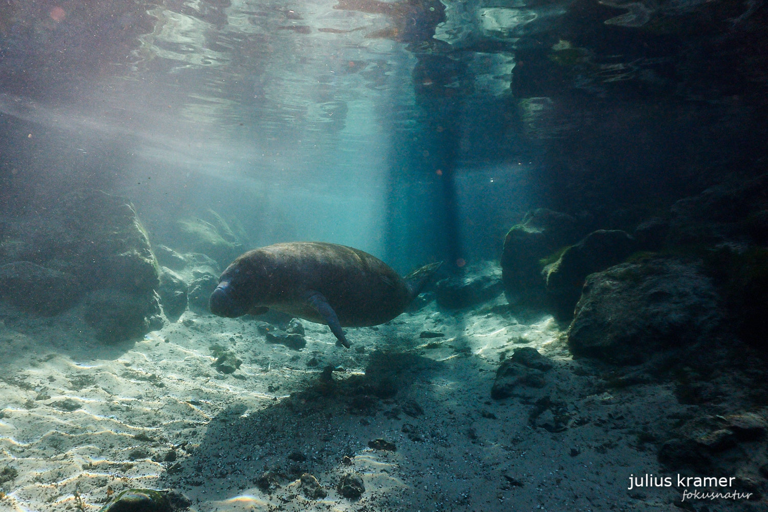 Karibik-Manati (Trichechus manatus)