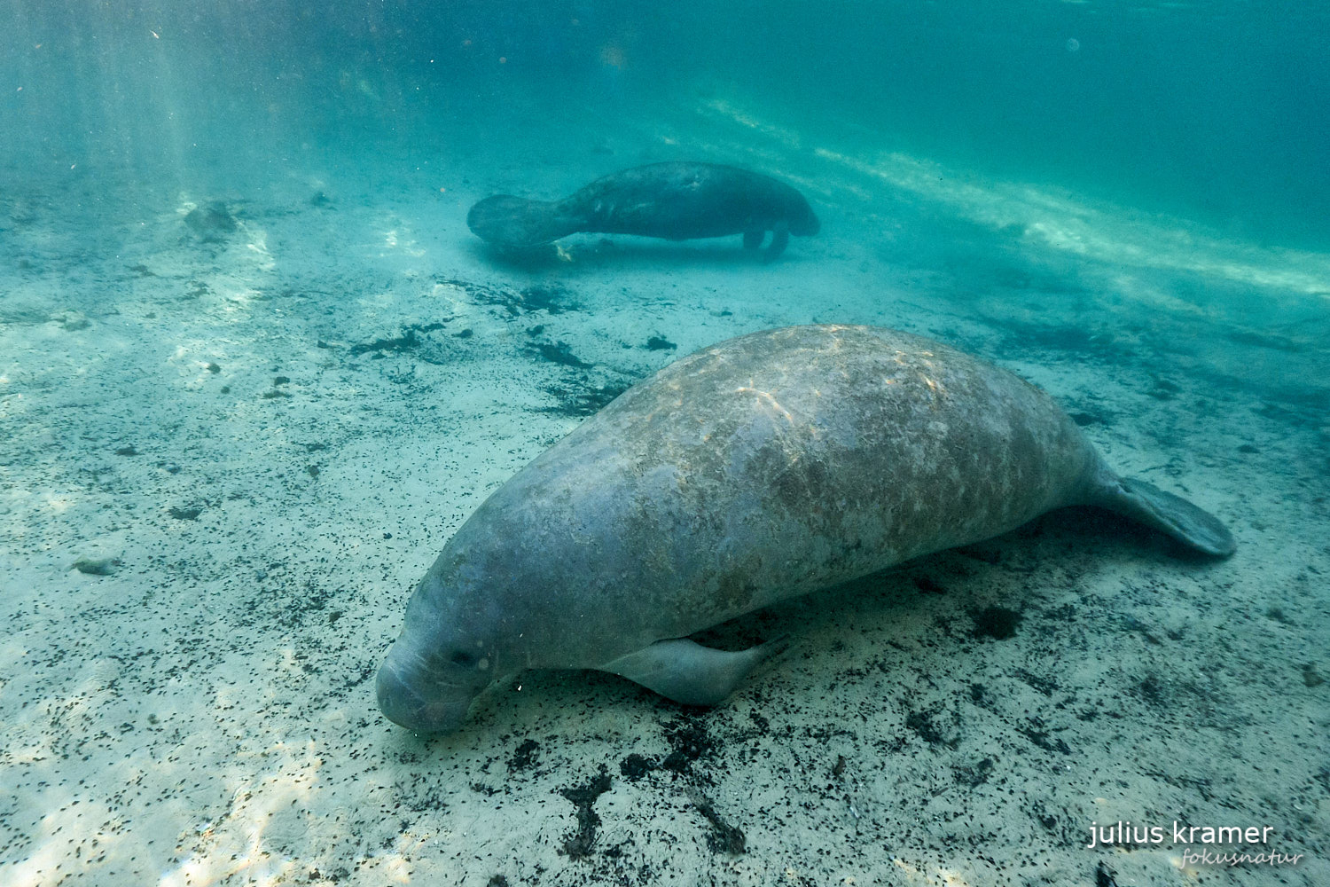 Karibik-Manati (Trichechus manatus)