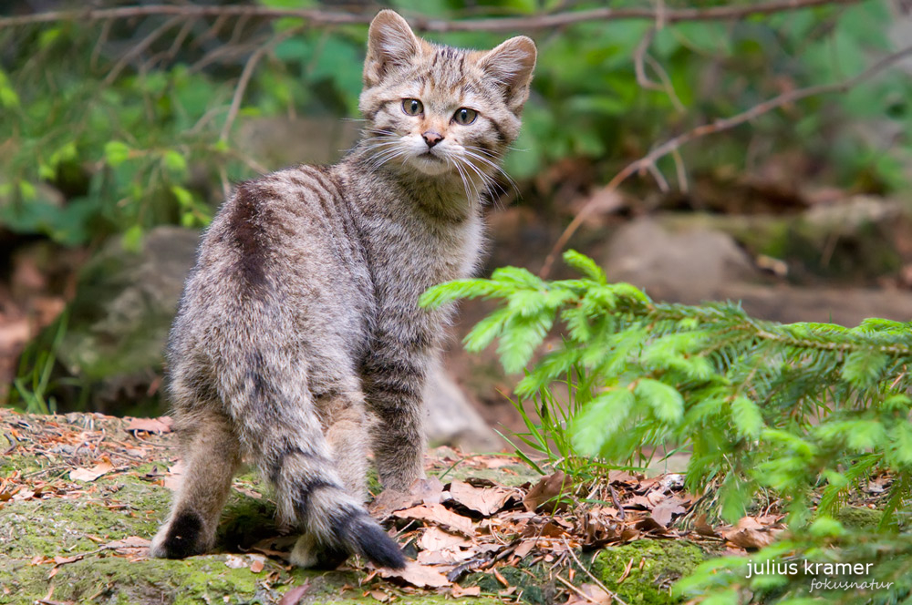 Wildkatze (Felis silvestris)