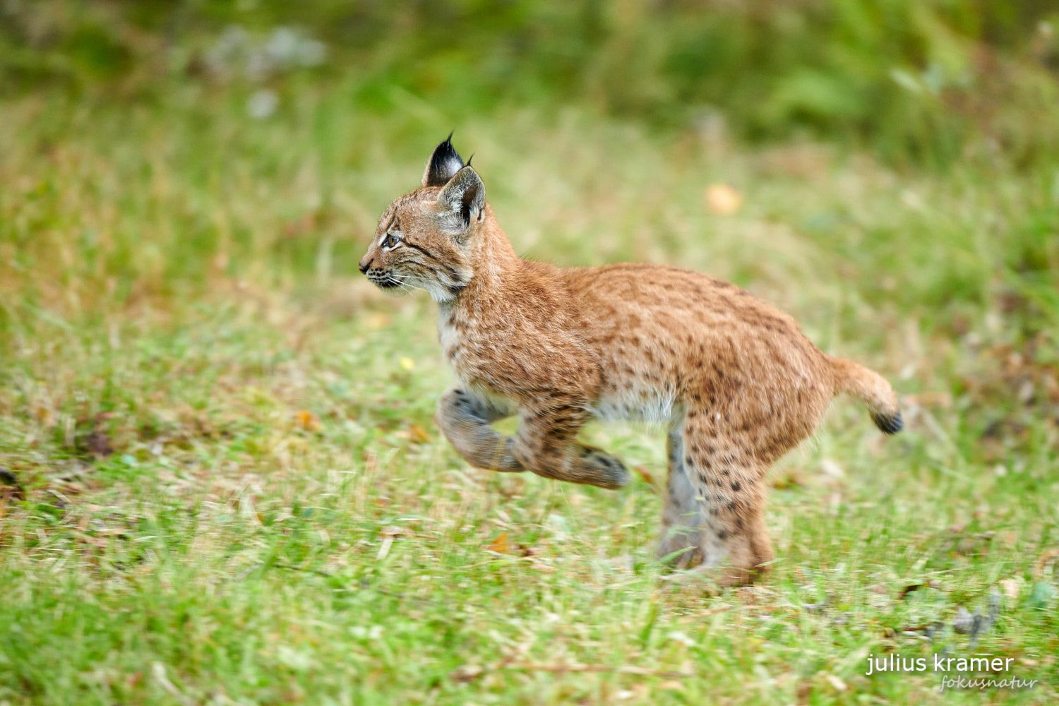 Jungluchs (Lynx lynx)