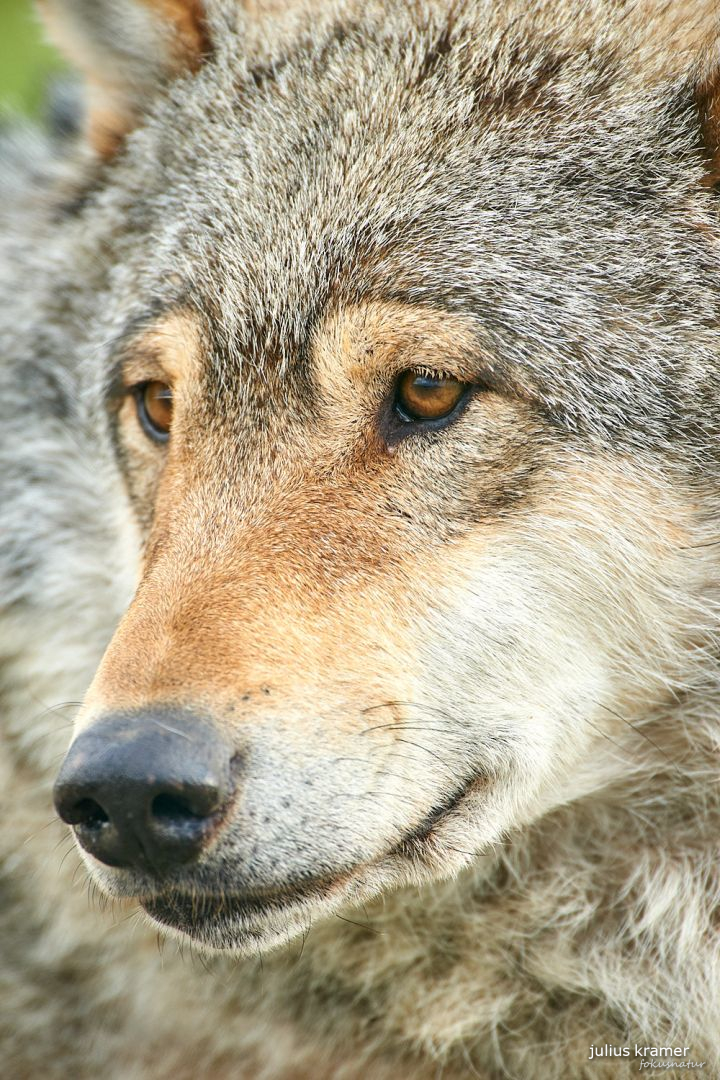 Europäischer Wolf (Canis lupus)