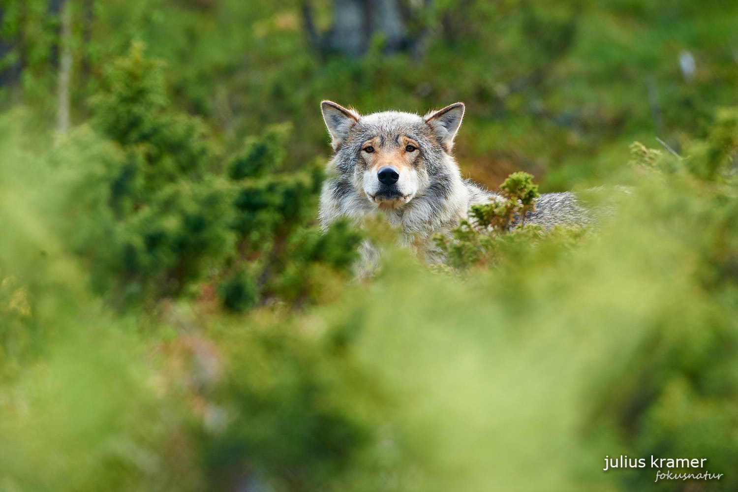 Europäischer Wolf (Canis lupus)