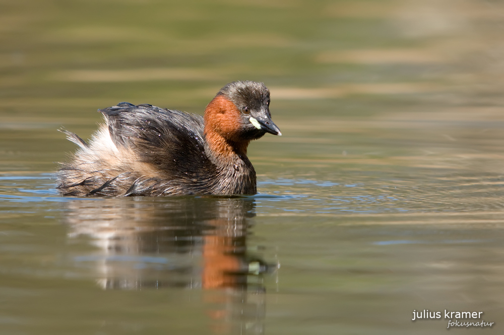 Zwergtaucher (Tachybaptus ruficollis)