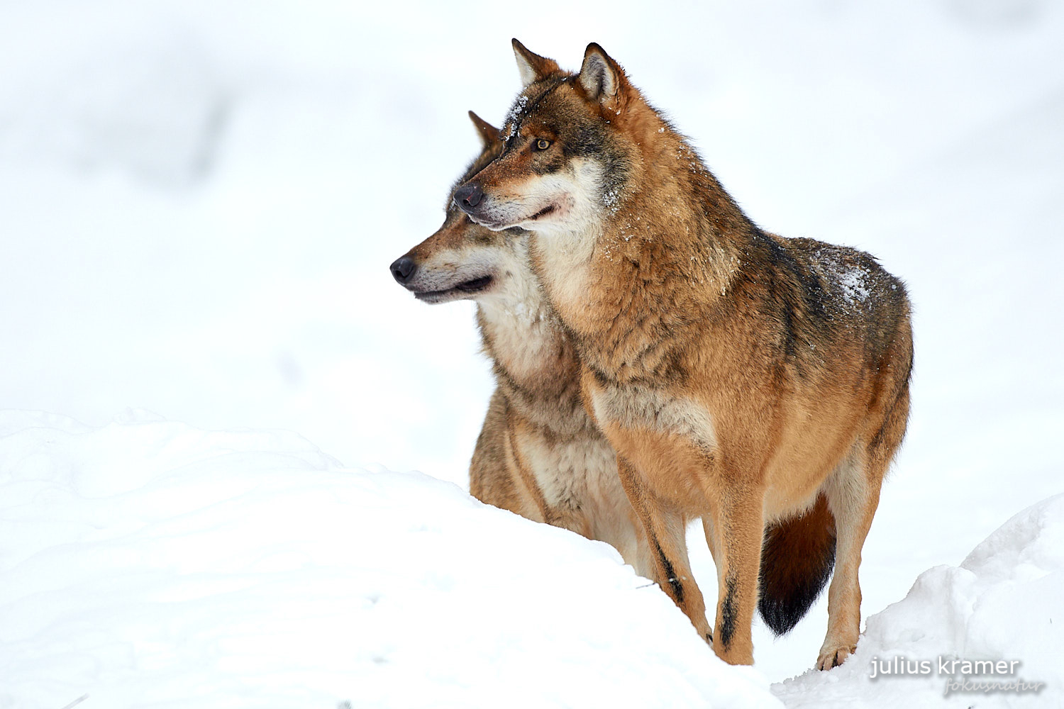 Wolf im Schnee