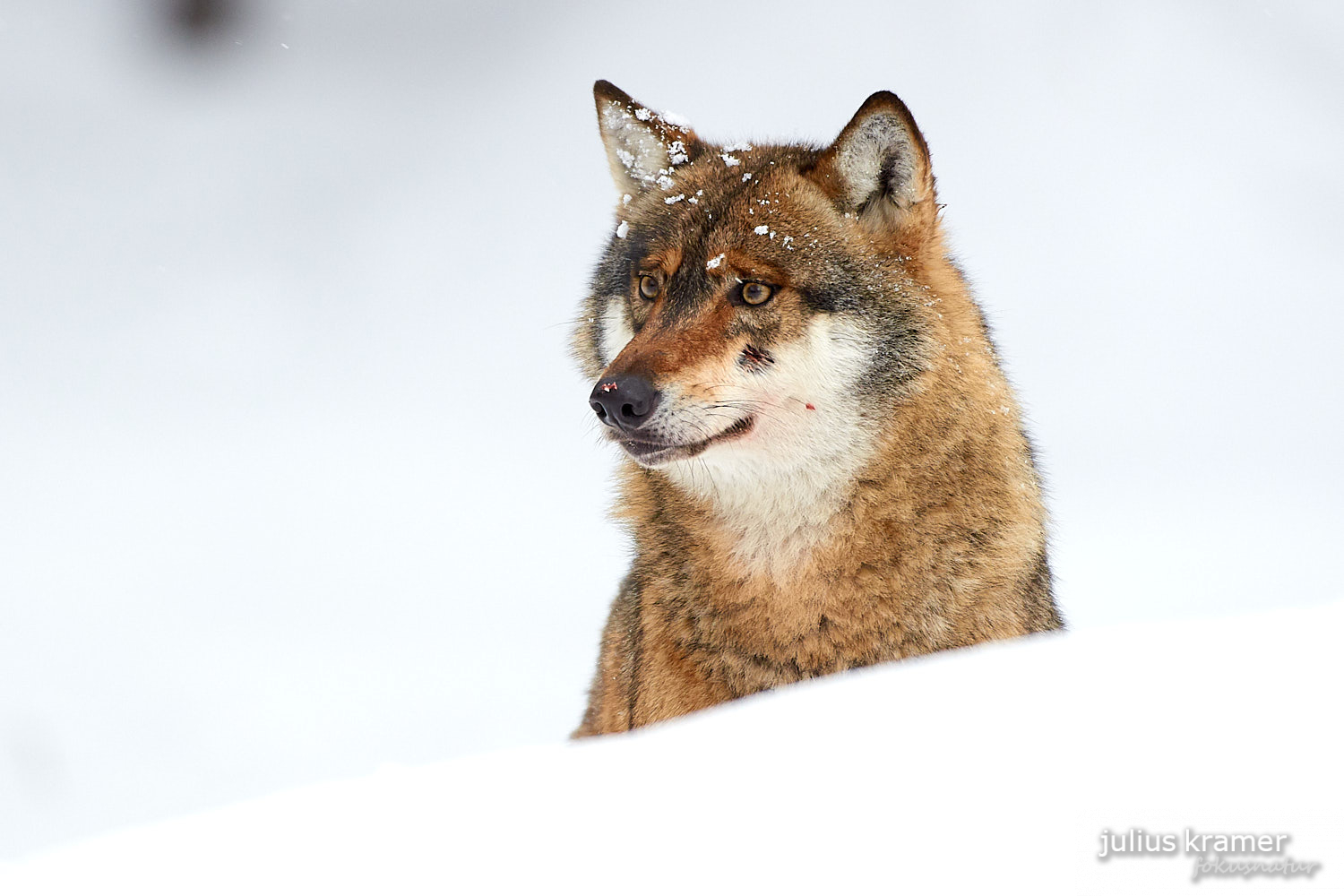 Europäischer Wolf (Canis lupus)