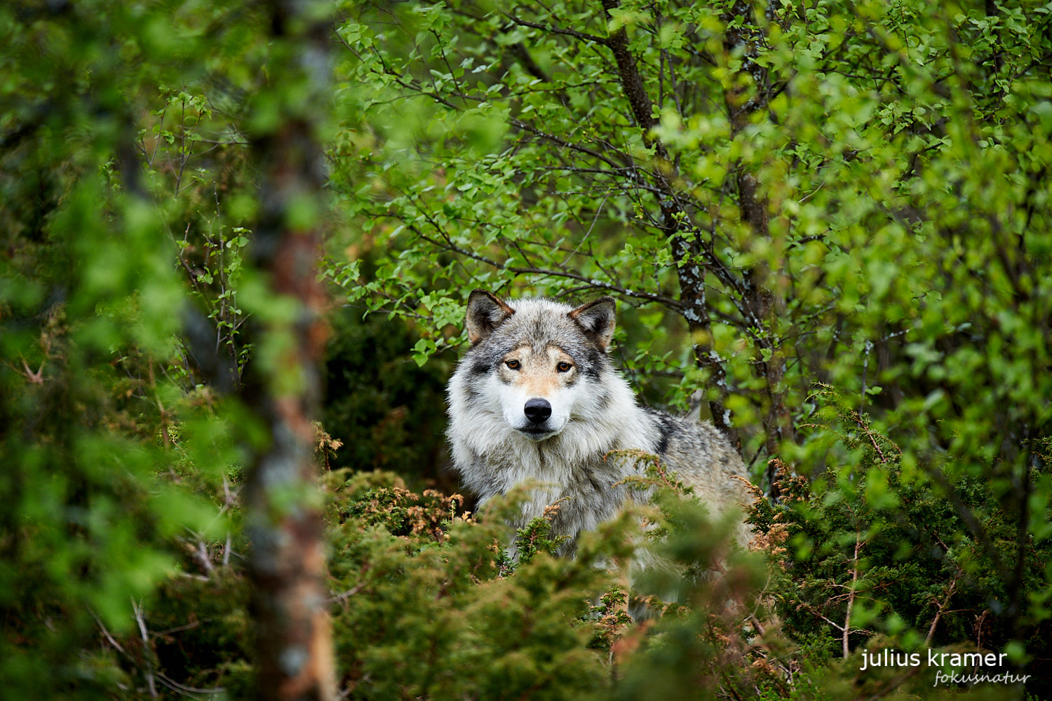 Europäischer Wolf (Canis lupus)