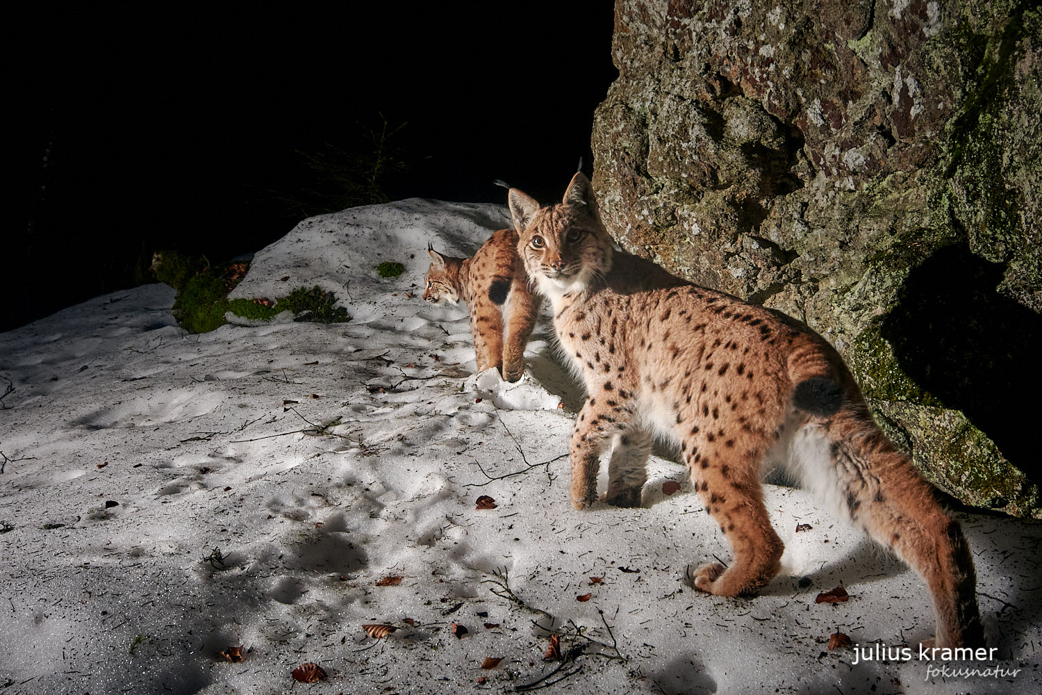 Luchs (Lynx lynx)