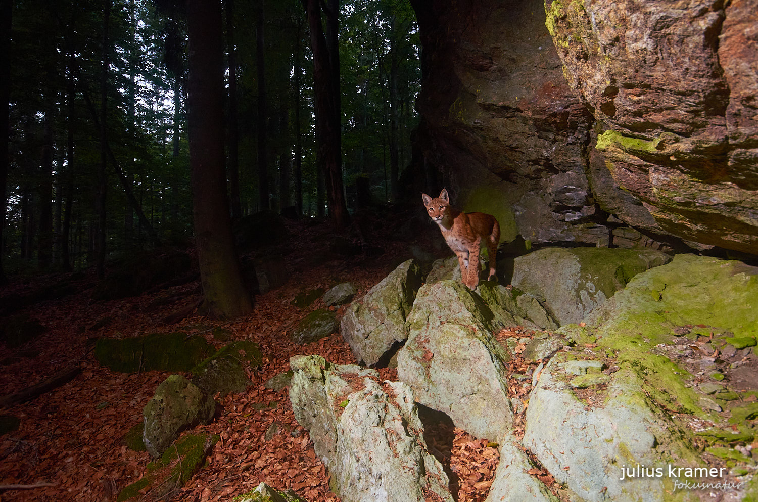 Luchs (Lynx lynx)