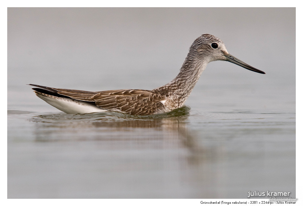 Grünschenkel (Tringa nebularia)