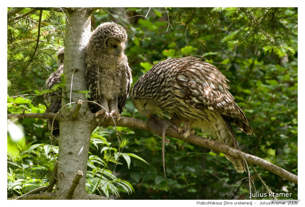 Habichtskauz (Strix uralensis) - C