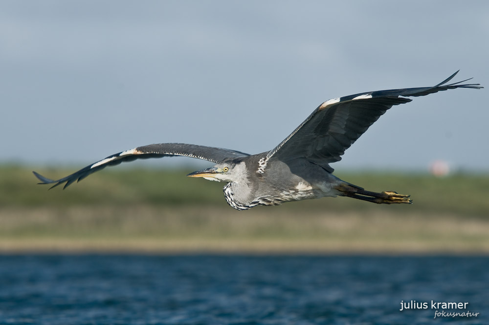 Graureiher (Ardea cinerea)