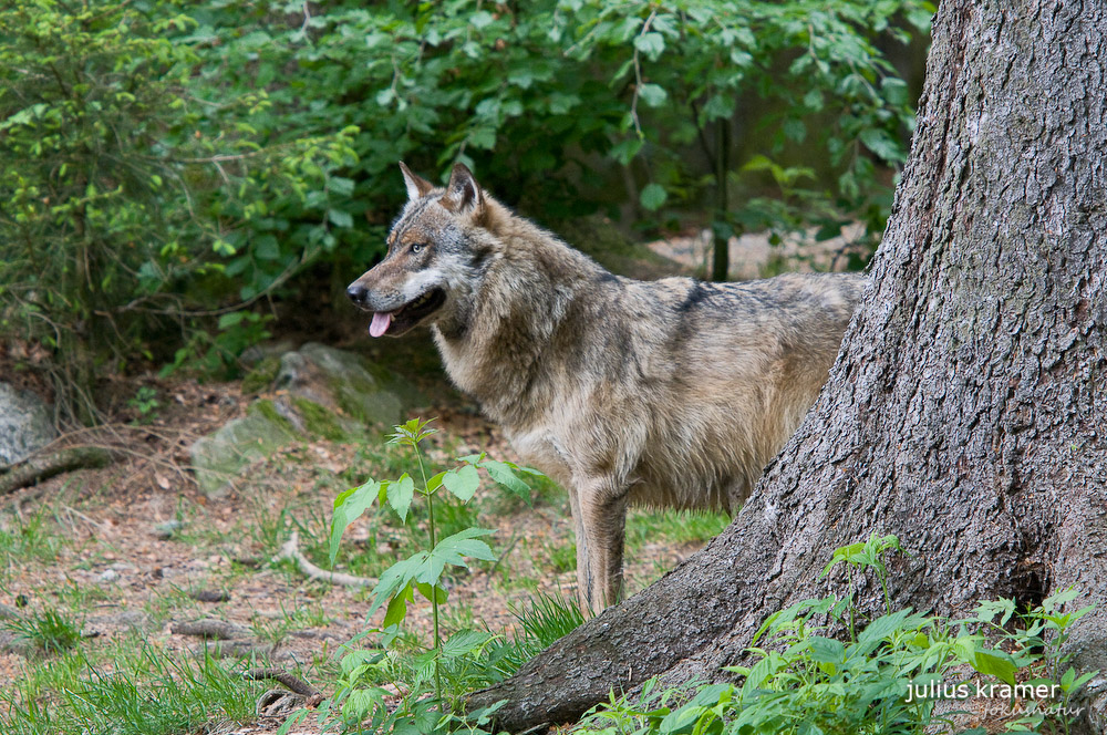 Europäischer Wolf (Canis lupus europaeus) - C