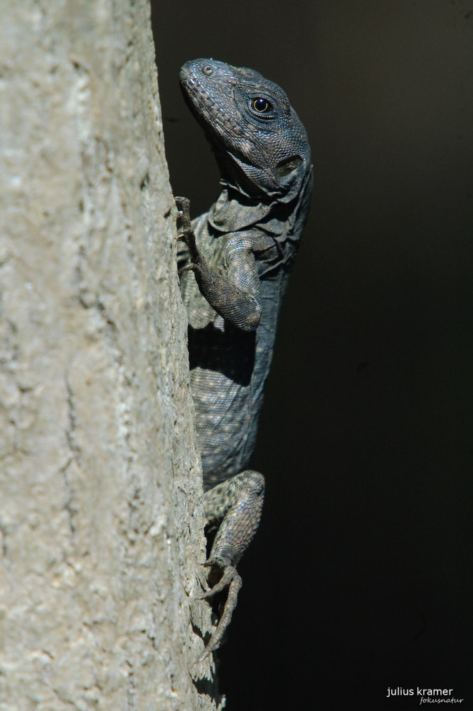 Utila-Leguan - Ctenosaura bakeri_4