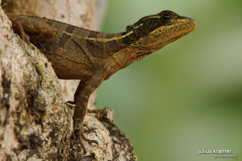 Streifenbasilisk (Basiliscus vittatus)