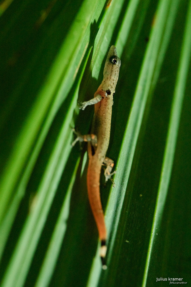 Sphaerodactylus millepunctatus