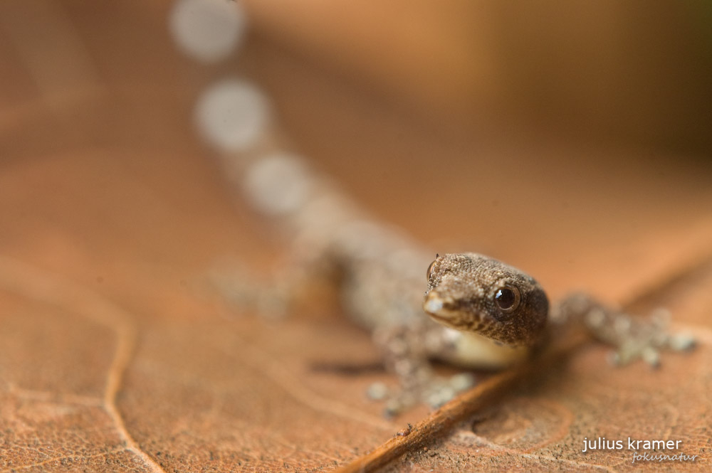 Sphaerodactylus millepunctatus