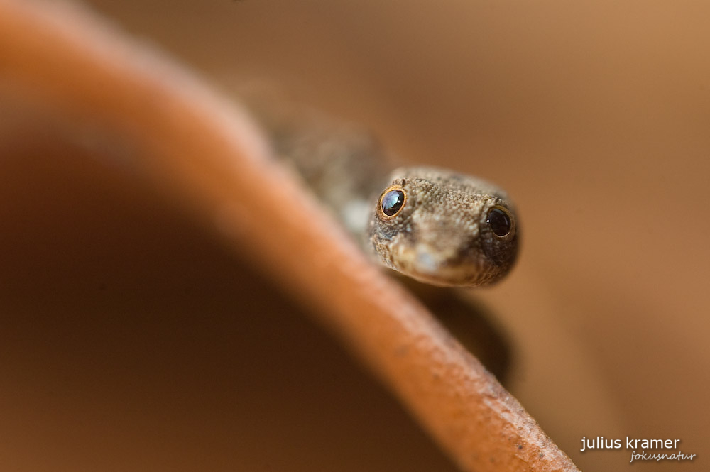 Sphaerodactylus millepunctatus