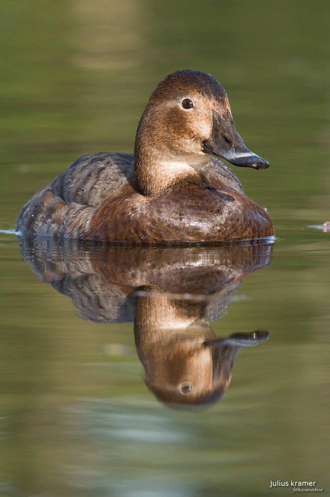 Weibliche Tafelente (Aythya ferina)