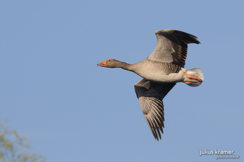 Fliegende Graugans (Anser anser)