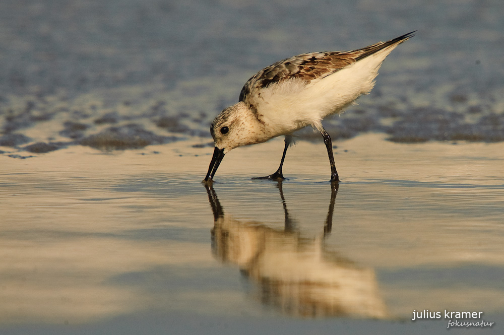 Sanderling (Calidris alba)