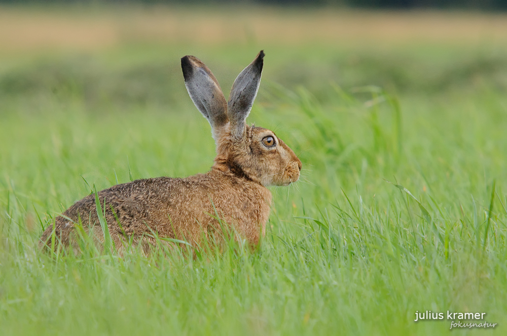 Feldhase (Lepus europaeus)