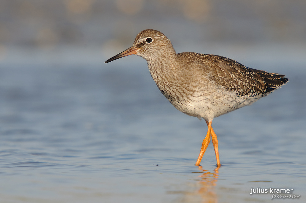 Rotschenkel (Tringa totanus)