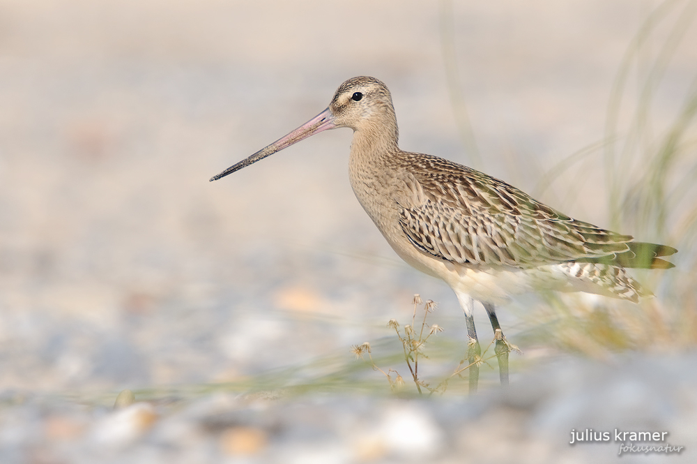 Pfuhlschnepfe (Limosa lapponica)