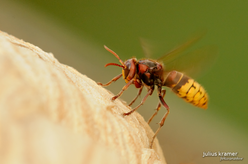 Hornisse (Vespa crabro)