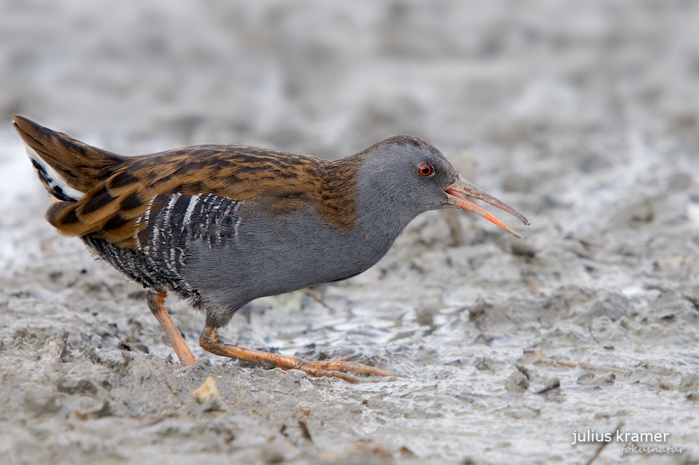 Wasserralle (Rallus aquaticus)