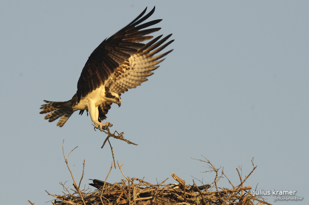 Fischadler (Pandion haliaetus) im Anflug auf sein Nest