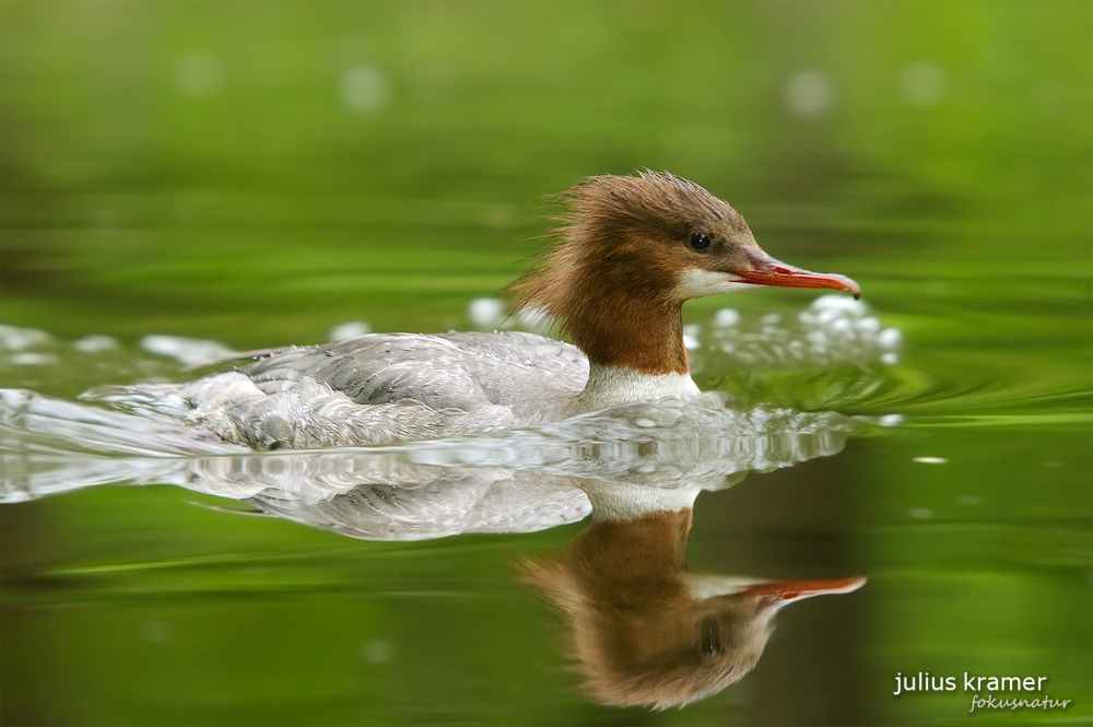 Gänsesägerweibchen (Mergus merganser)