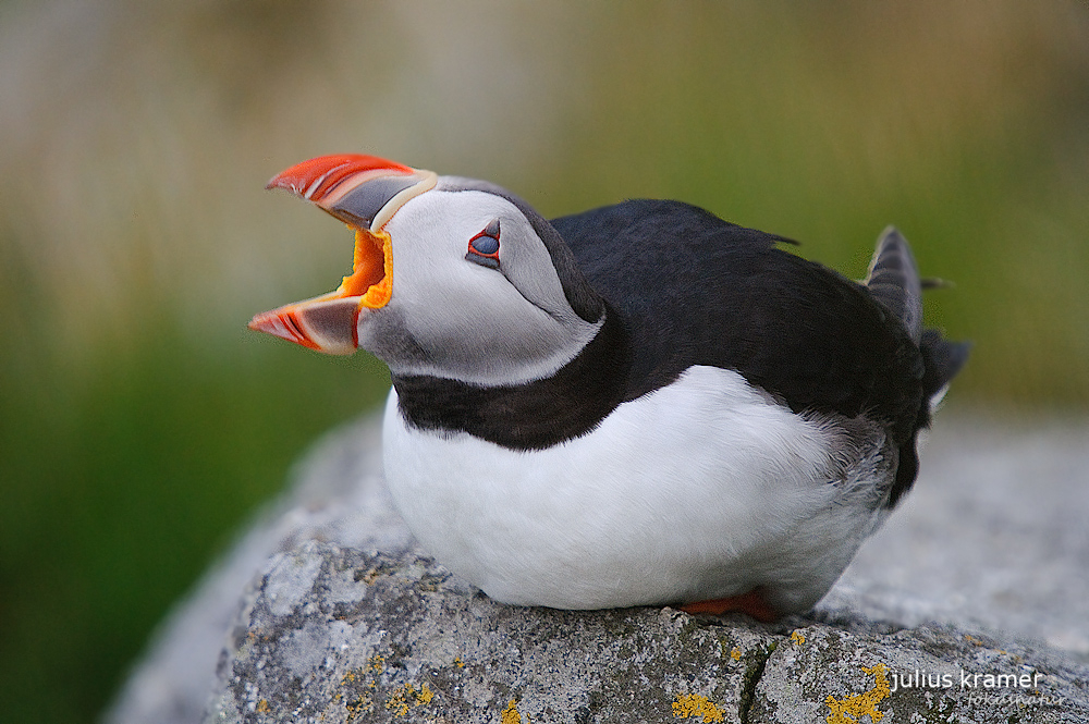 Papageitaucher (Fratercula arctica)