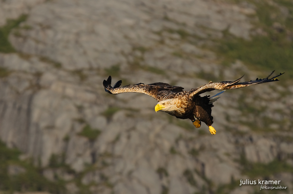 Fliegender Seeadler (Haliaeetus albicilla)