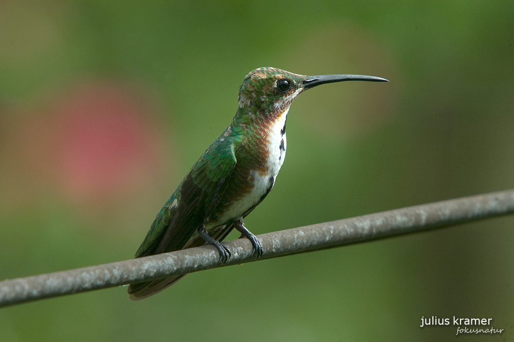 Grünbrustmangokolibri (Anthracothorax prevostii)