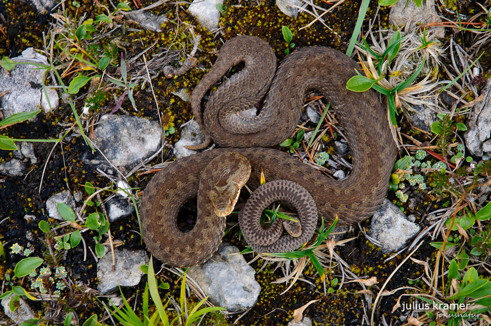 Kreuzotter (Vipera berus)