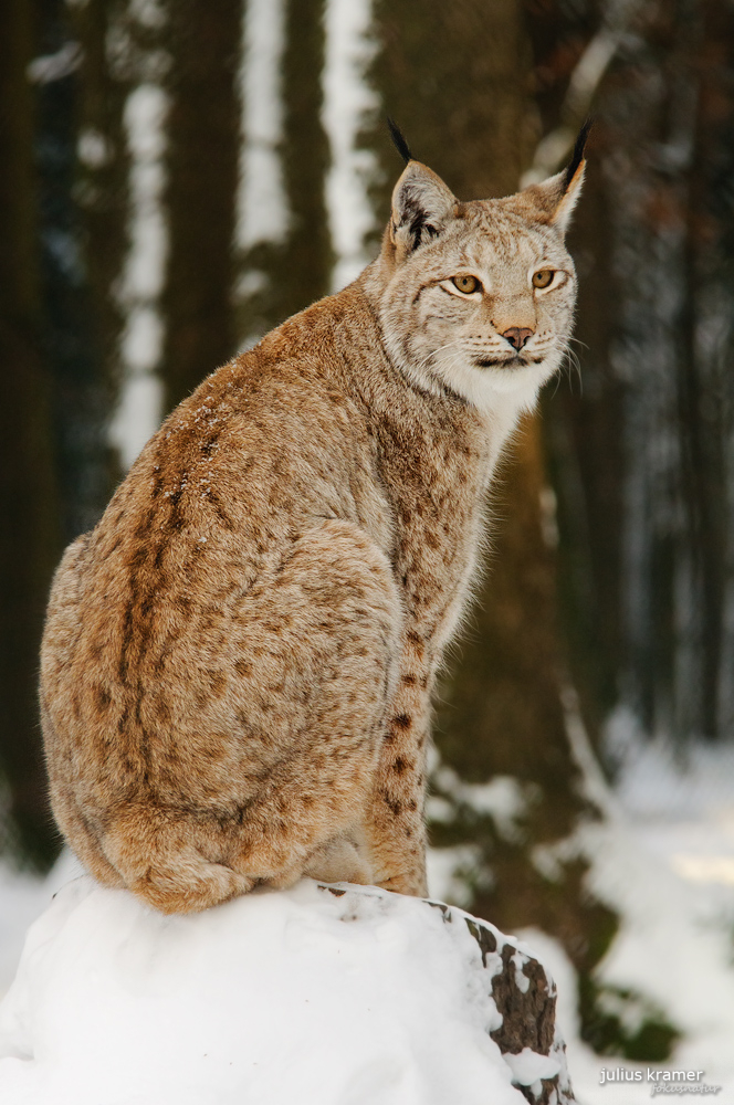 Luchs im Winter