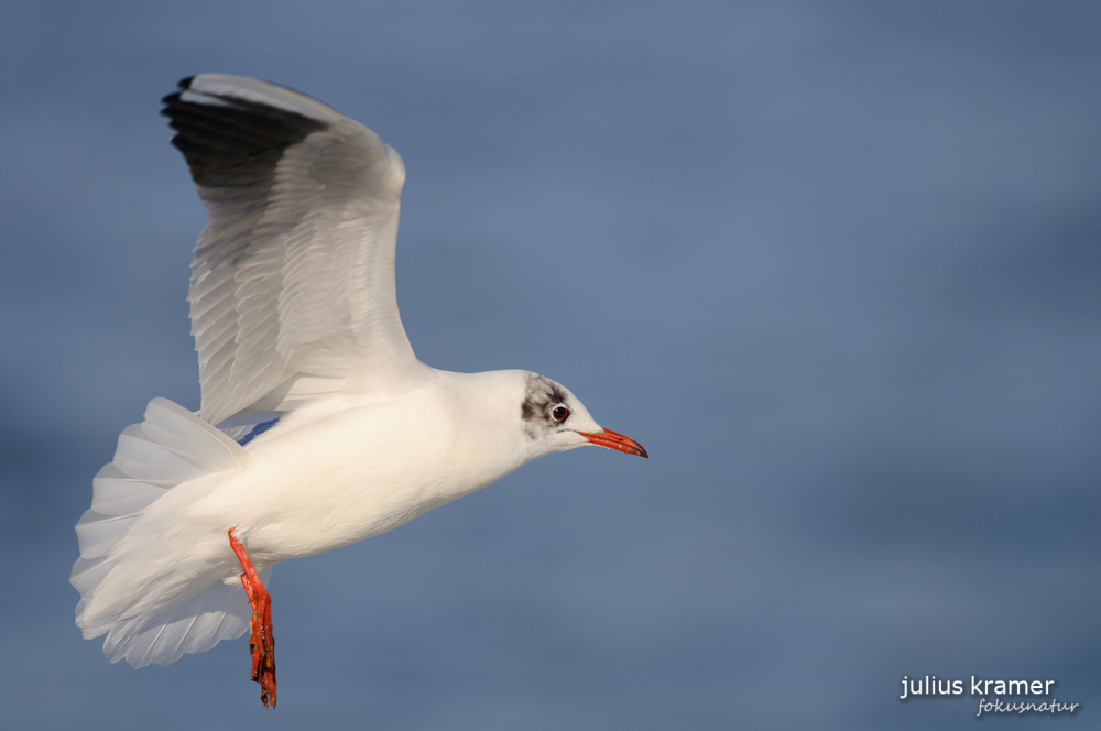 Lachmöwe (Larus ridibundus)