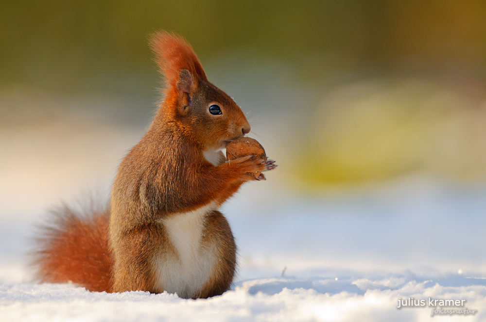 Rotes Eichhörnchen (Sciurus vulgaris)