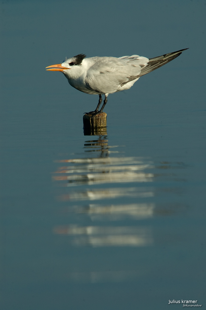 Königsseeschwalbe (Sterna maxima)