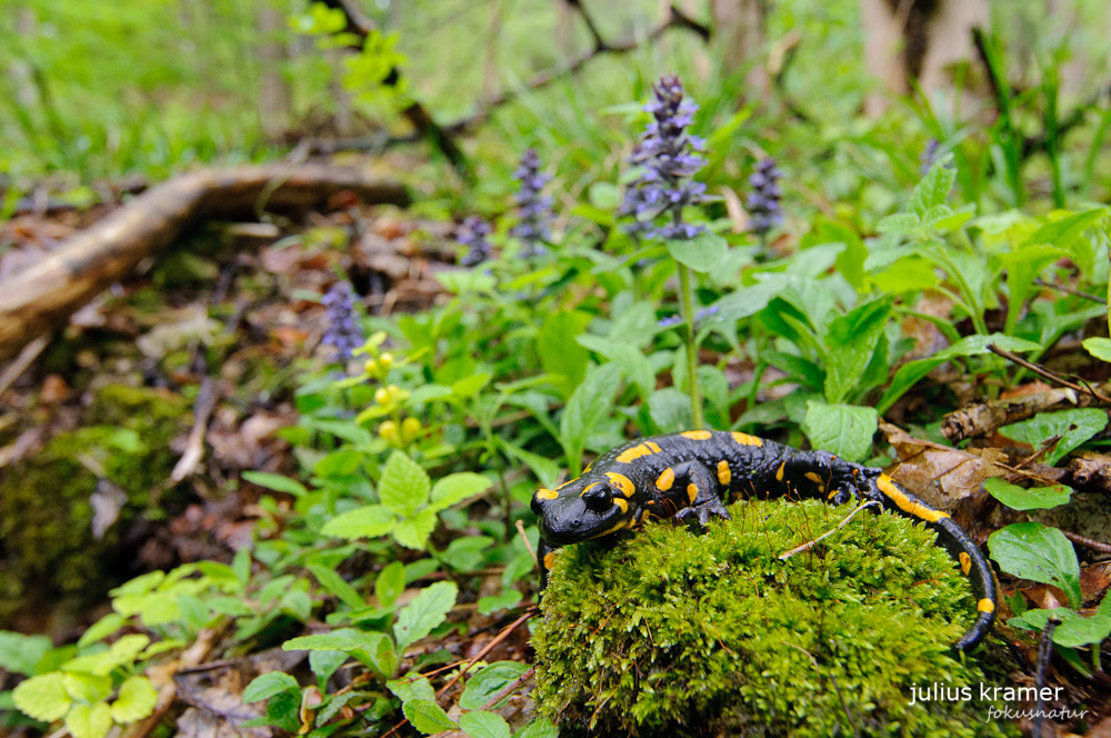 Feuersalamander (Salamandra salamandra) im Lebensraum