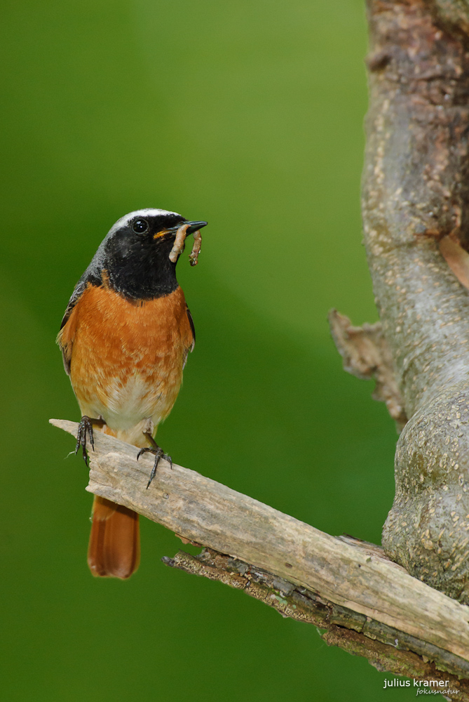 Gartenrotschwanz (Phoenicurus phoenicurus)