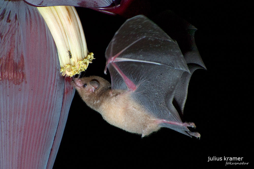 Langzungenfledermaus (Glossophaga soricina)