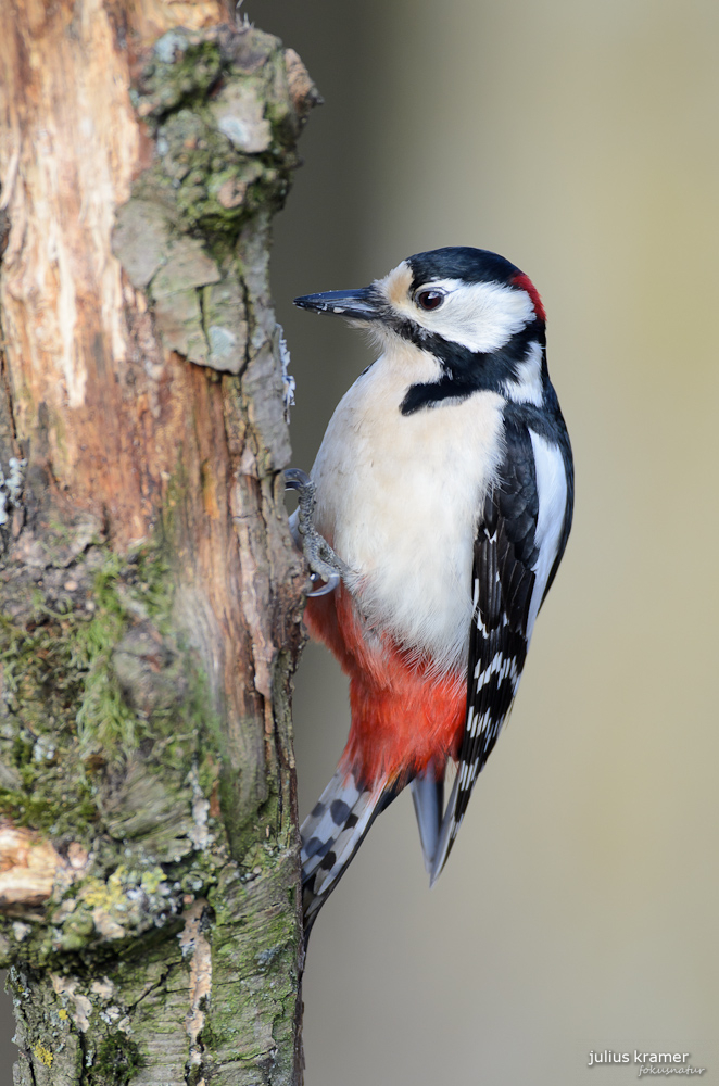 Buntspecht (Dendrocopos major)